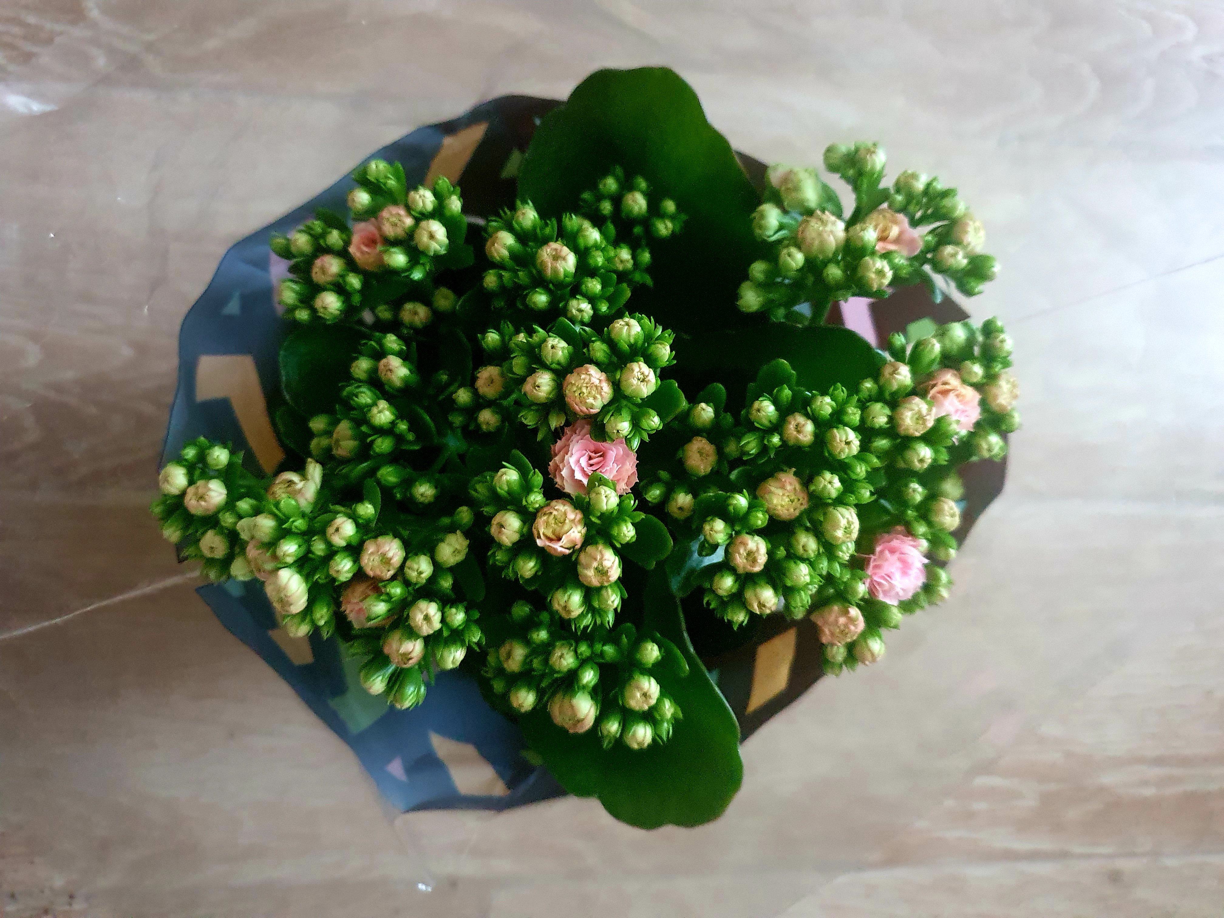 Kalanchoe Plant Studio LLC 
