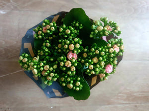 Kalanchoe Plant Studio LLC 