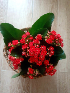 Kalanchoe Plant Studio LLC 