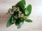 Kalanchoe Plant Studio LLC 