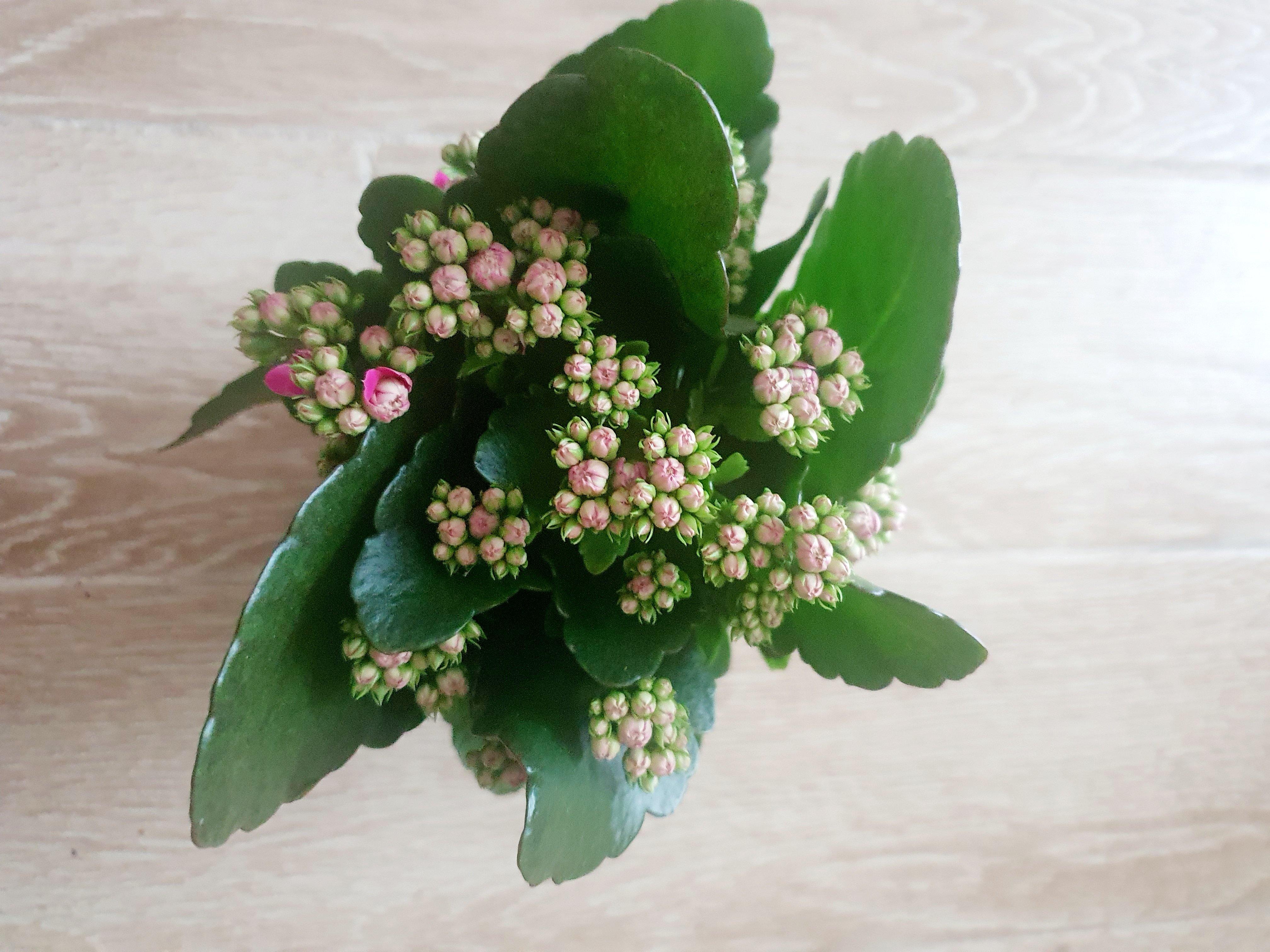 Kalanchoe Plant Studio LLC 