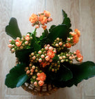 Kalanchoe Plant Studio LLC 