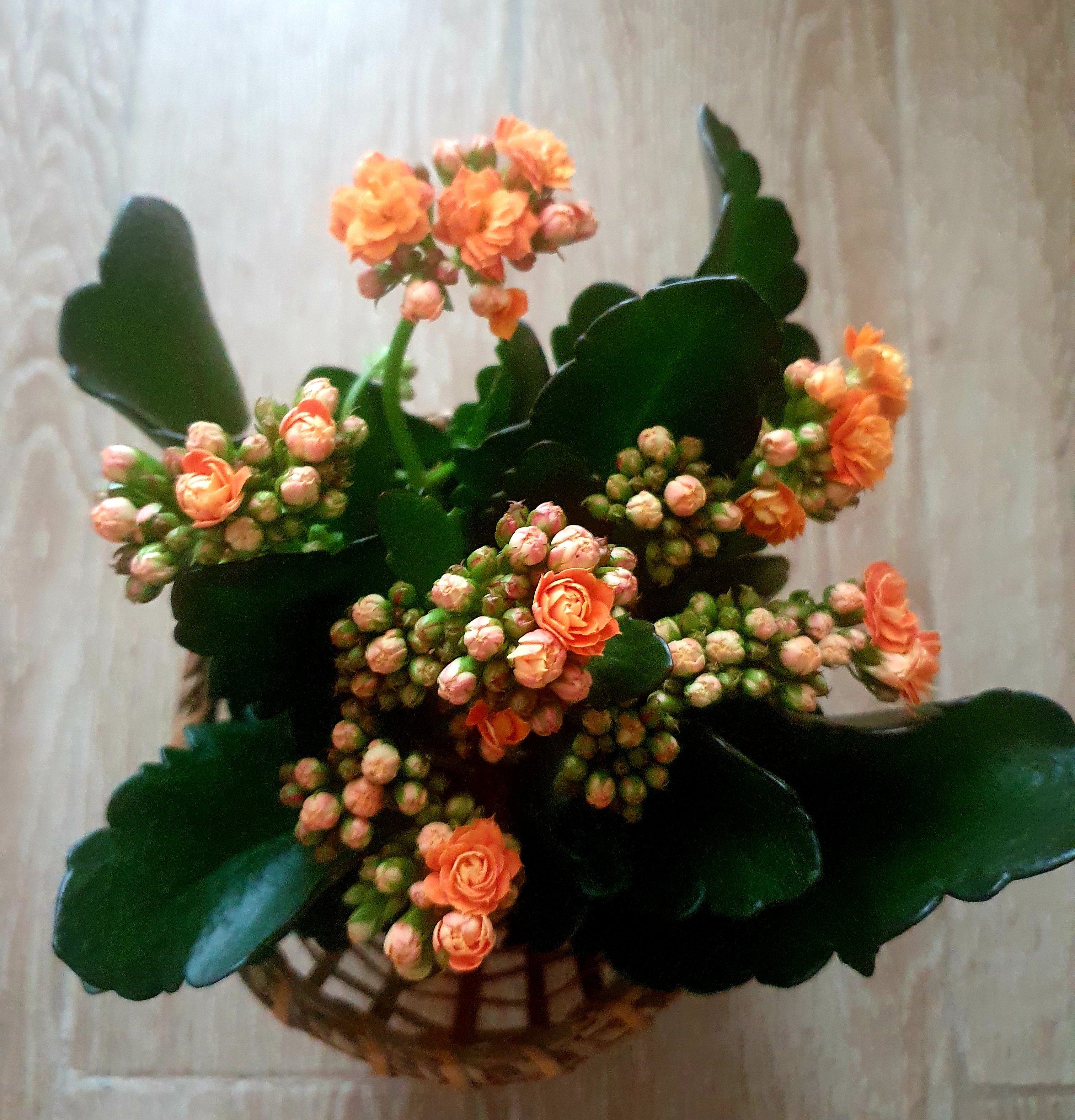 Kalanchoe Plant Studio LLC 
