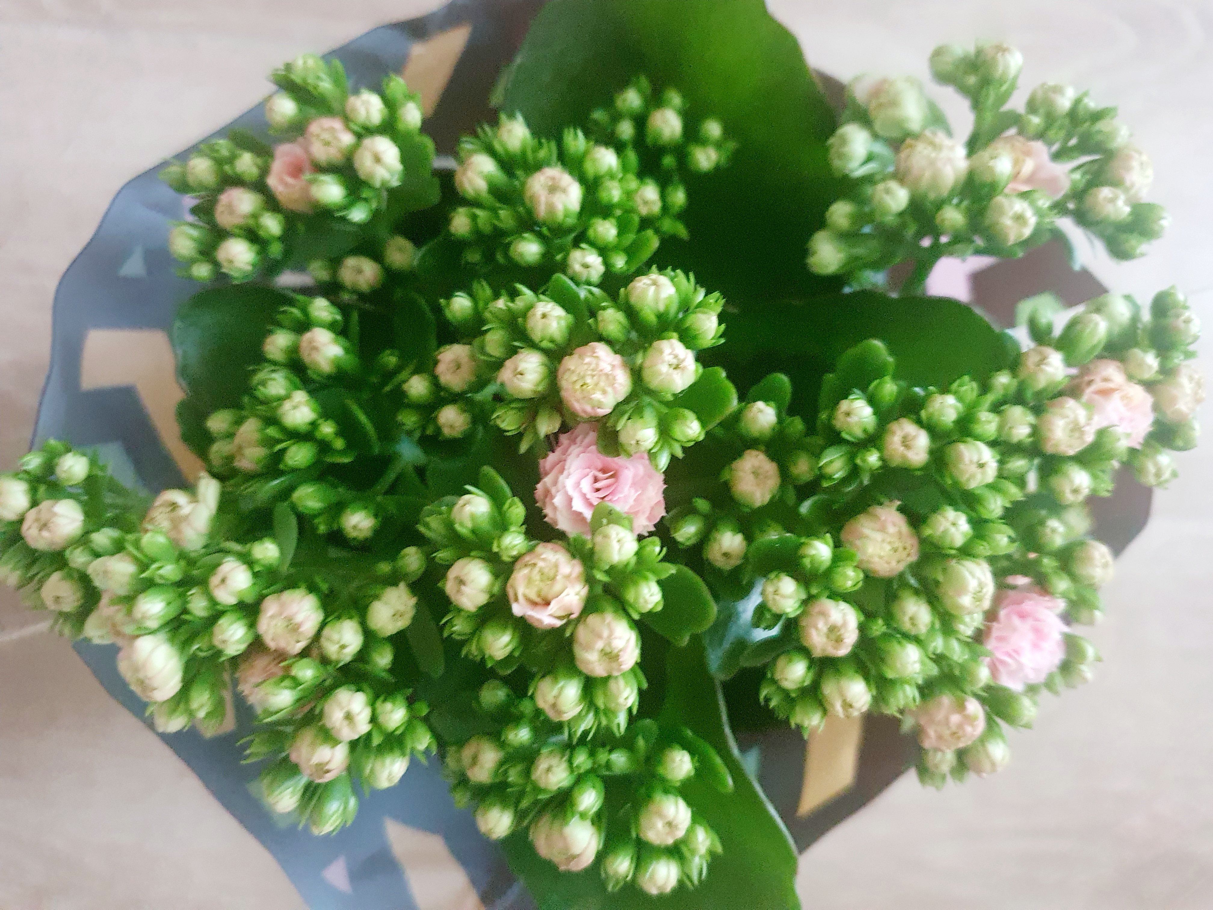 Kalanchoe Plant Studio LLC 