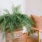 Boston Fern - Plant Studio LLC