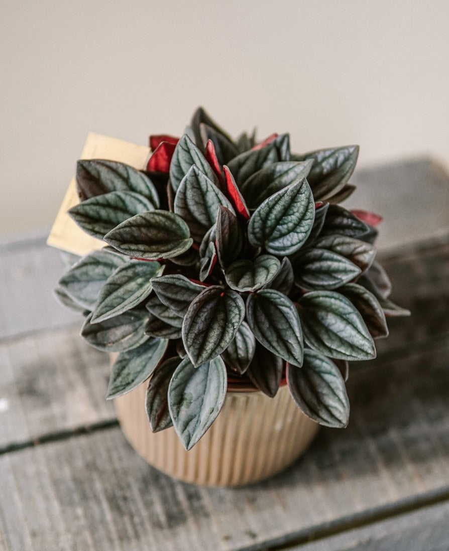 Peperomia Santorini - Plant Studio LLC