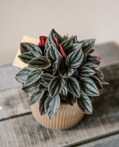 Peperomia Santorini