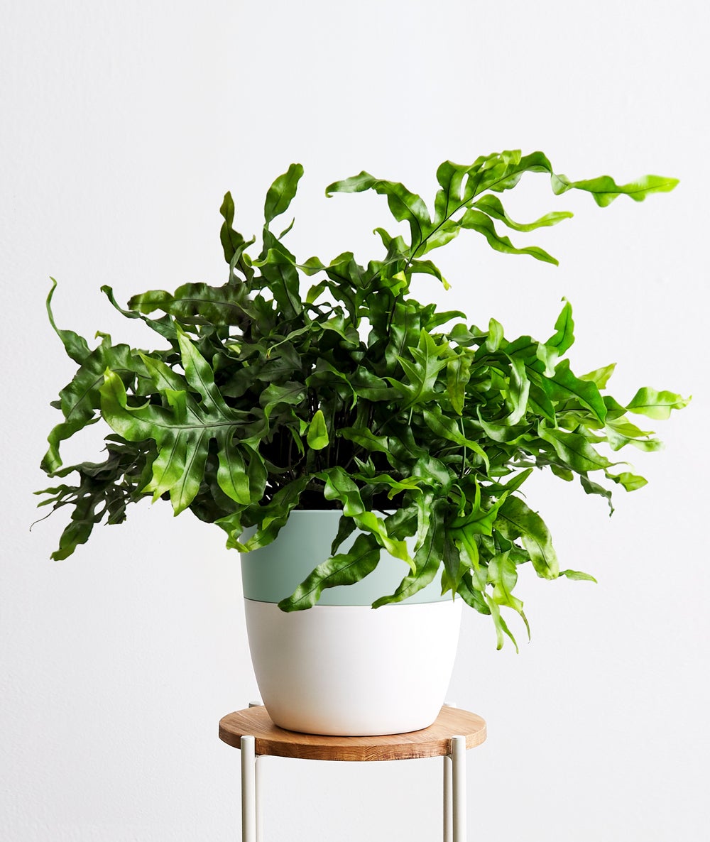 Microsorum Diversifolium 'Kangaroo Fern'