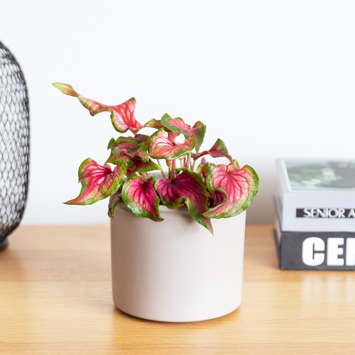 Caladium Little Samantha – Plant Studio LLC