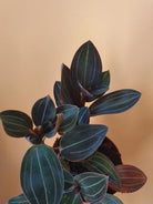 Ludisia Discolor 'Jewel Orchid' Plant Studio LLC 