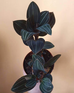 Ludisia Discolor 'Jewel Orchid' Plant Studio LLC 