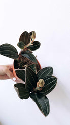 Ludisia Discolor 'Jewel Orchid' Plant Studio LLC 