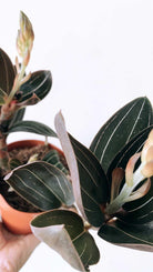 Ludisia Discolor 'Jewel Orchid' Plant Studio LLC 