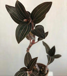 Ludisia Discolor 'Jewel Orchid' Plant Studio LLC 