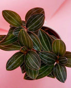 Ludisia Discolor 'Jewel Orchid' Plant Studio LLC 