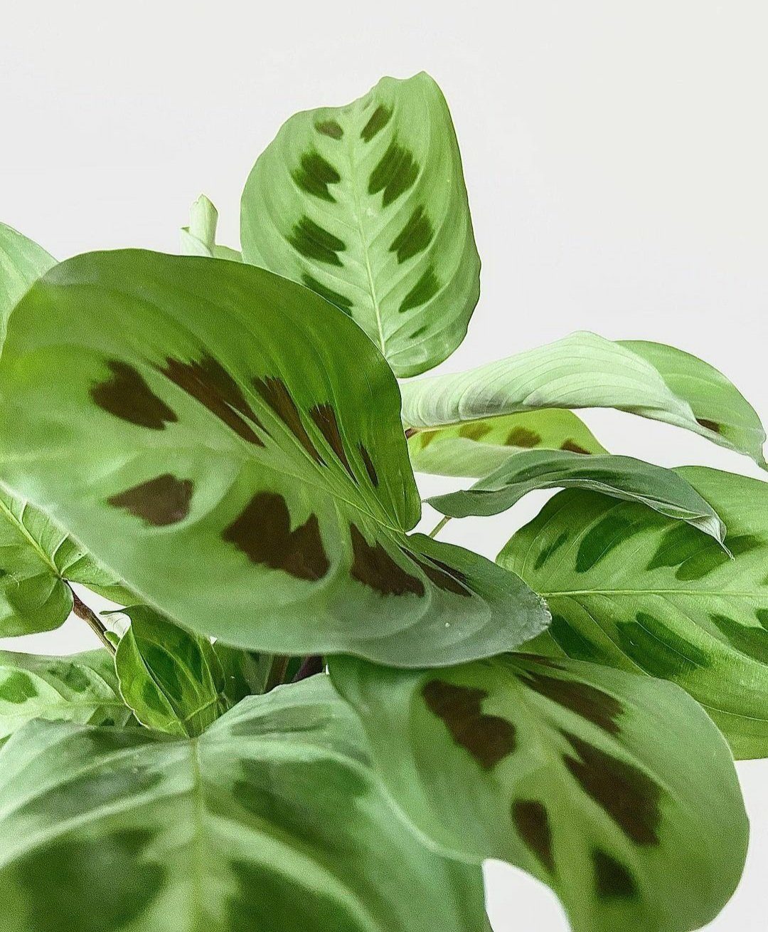 Maranta Kerchoveana Plant Studio LLC 