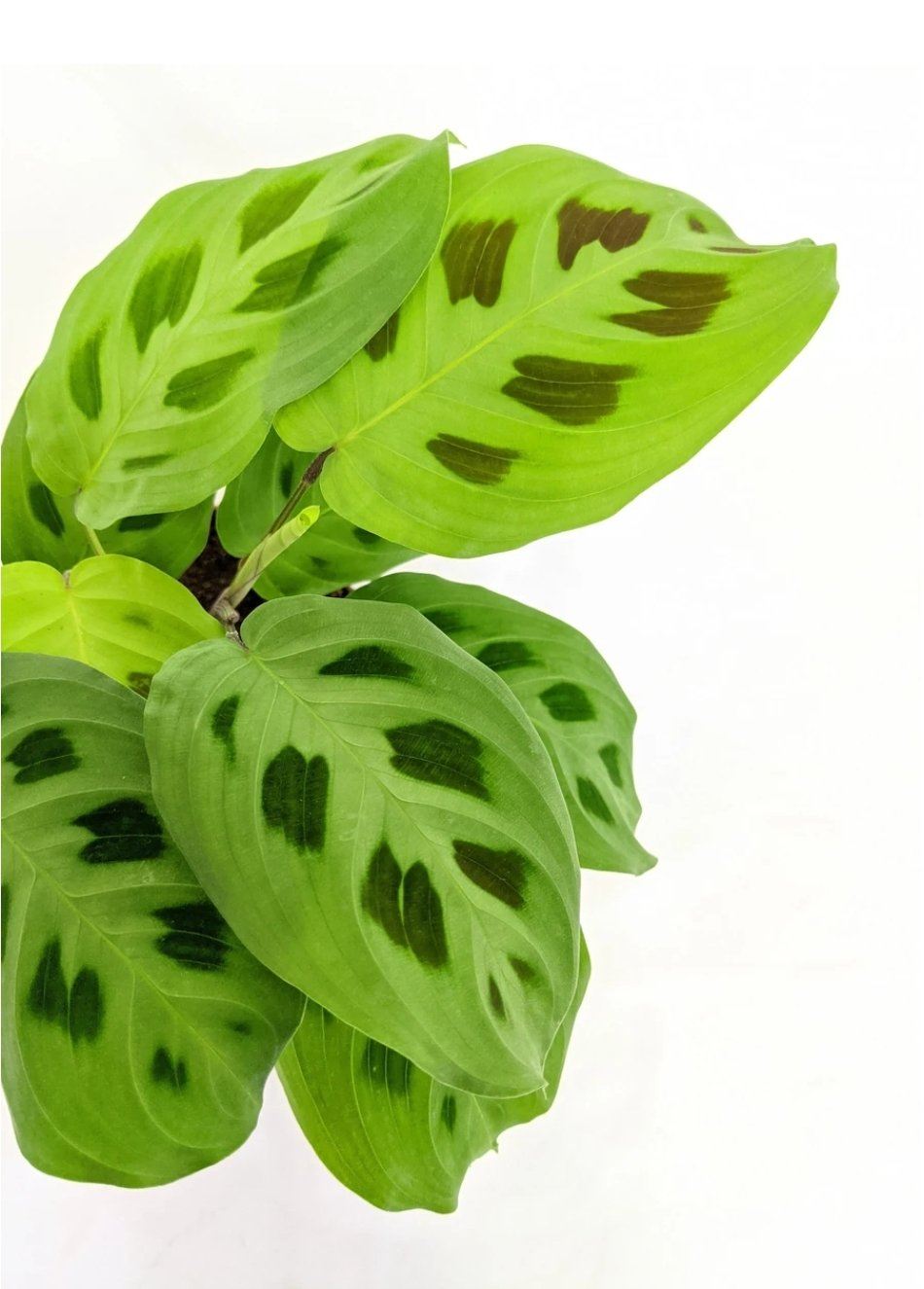 Maranta Kerchoveana Plant Studio LLC 