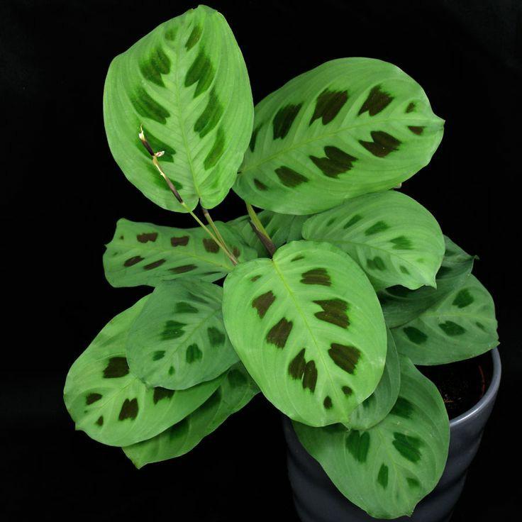 Maranta Kerchoveana Plant Studio LLC 