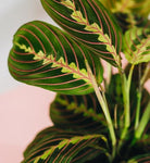 Maranta Leuconeura 'The Prayer Plant' Plant Studio LLC 