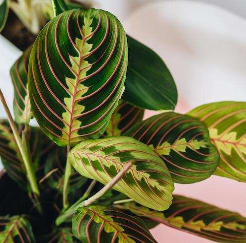 Maranta Leuconeura 'The Prayer Plant' Plant Studio LLC 