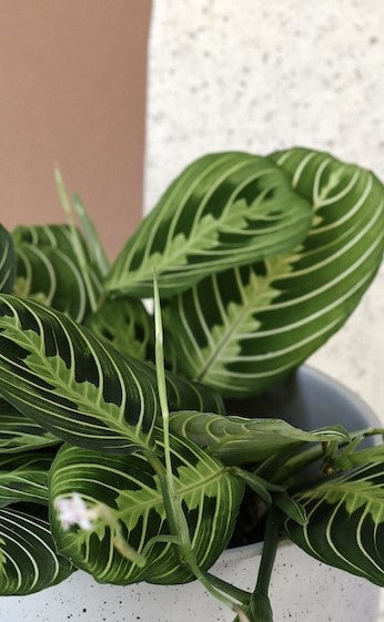 Maranta Leuconeura ‘Lemon Lime - Plant Studio LLC