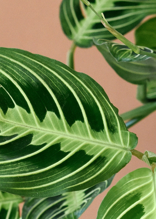 Maranta Leuconeura ‘Lemon Lime - Plant Studio LLC