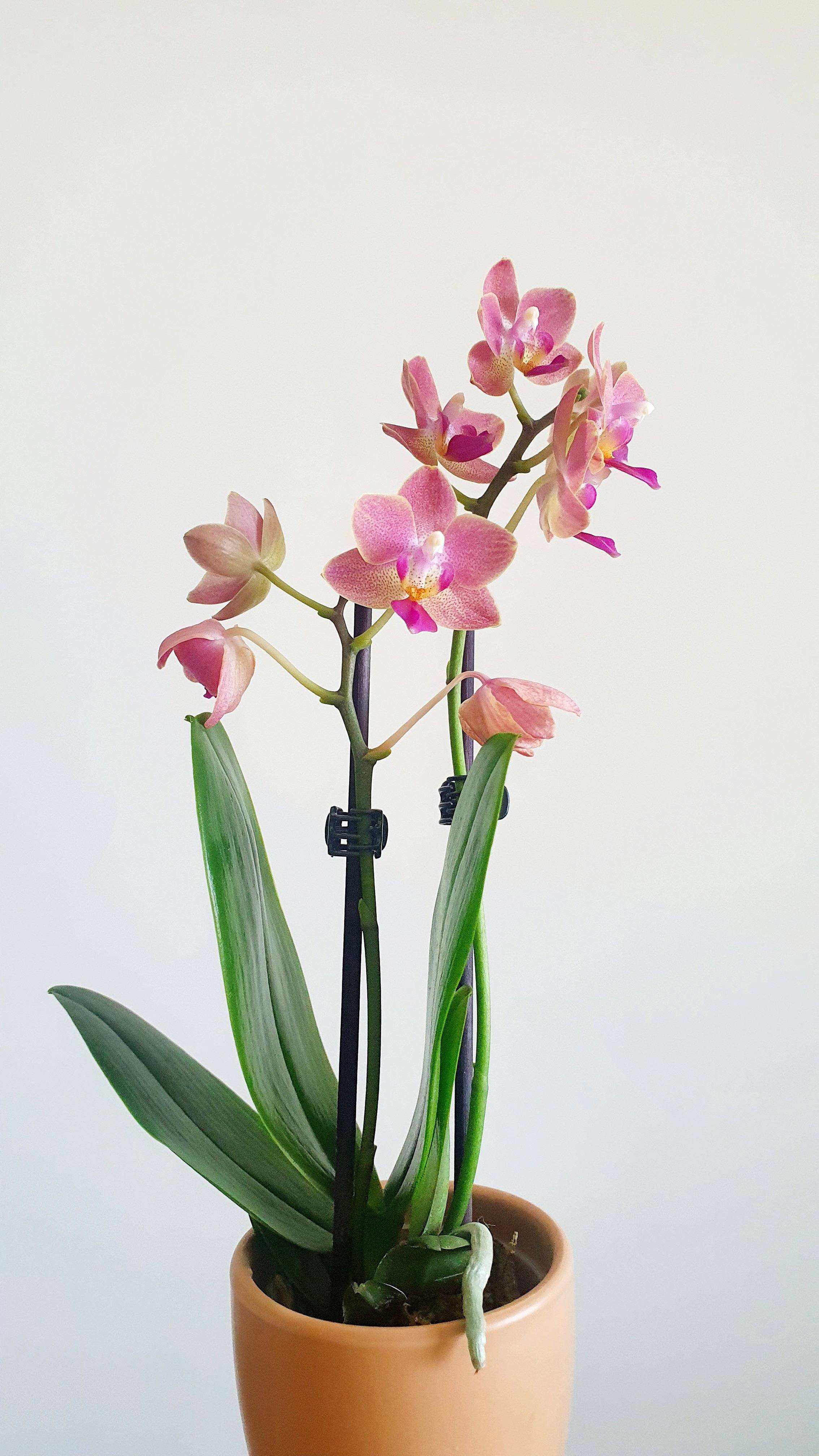 Mini Orchid with Clay Pot Plant Studio LLC 