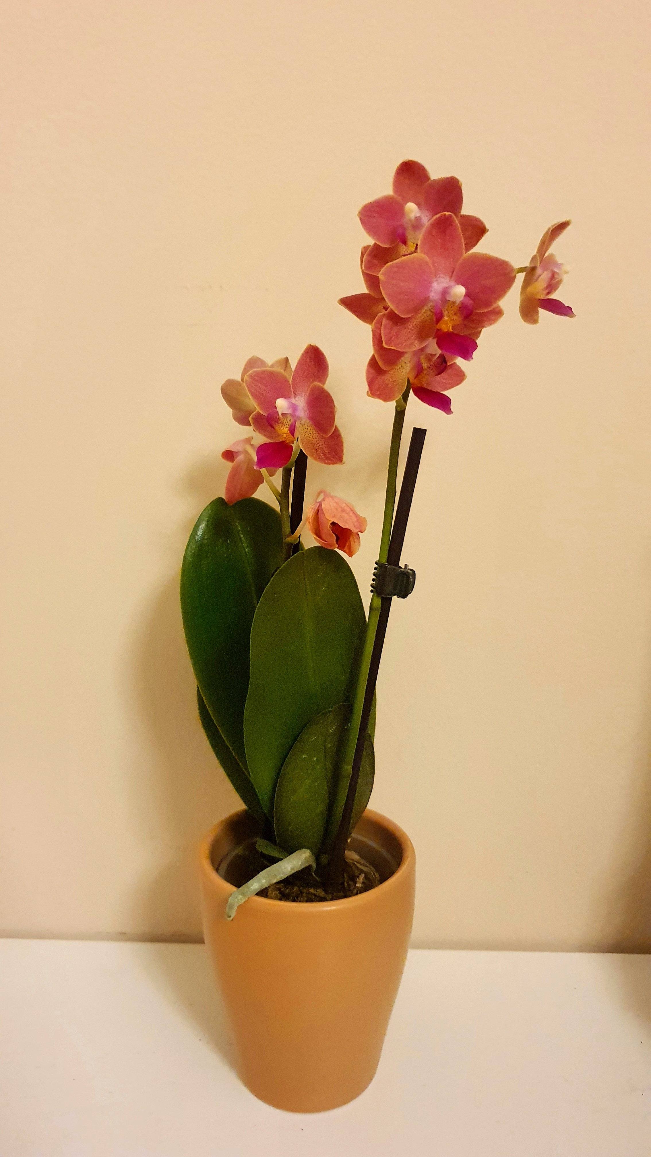 Mini Orchid with Clay Pot Plant Studio LLC 