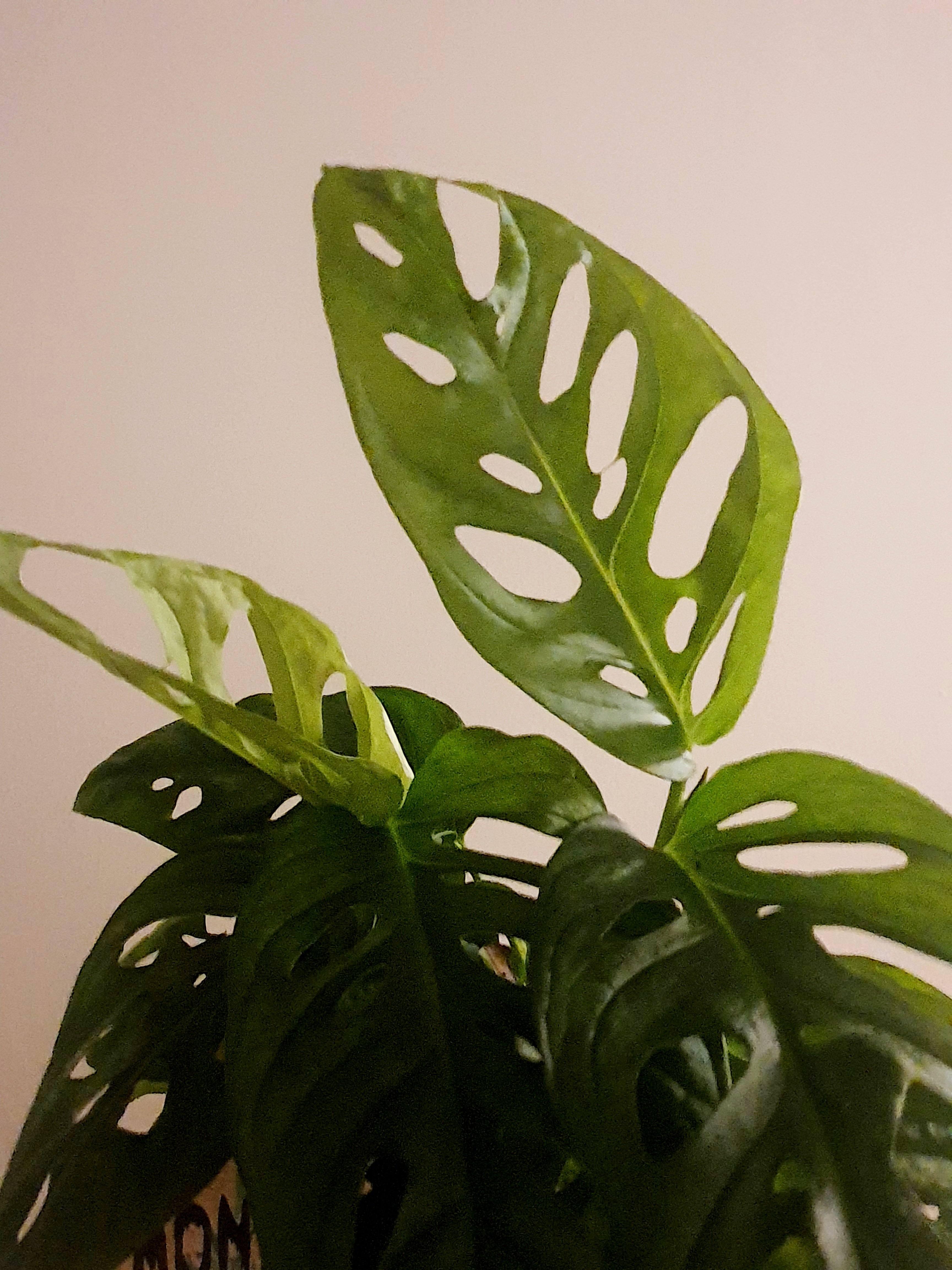 Monstera Adansonii Plant Studio LLC 