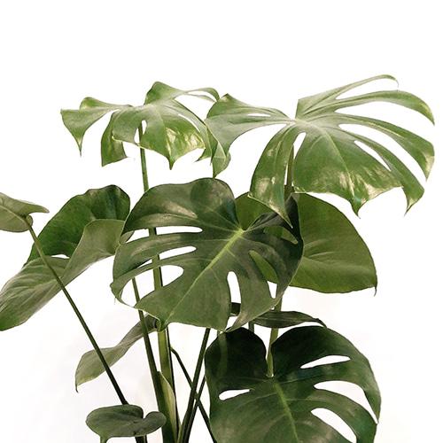 Monstera Deliciosa in Moss Pole - Medium Plant Studio LLC 