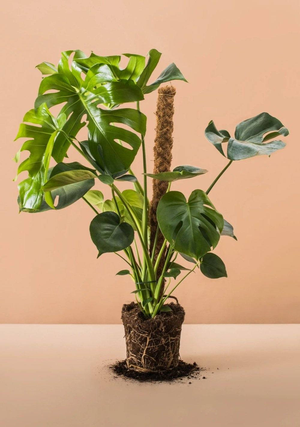 Monstera Deliciosa in Moss Pole - Medium Plant Studio LLC 