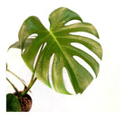 Monstera Deliciosa in Moss Pole - Medium Plant Studio LLC 