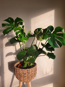 Monstera Deliciosa - Medium Plant Studio LLC 