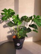 Monstera Deliciosa - Medium Plant Studio LLC 