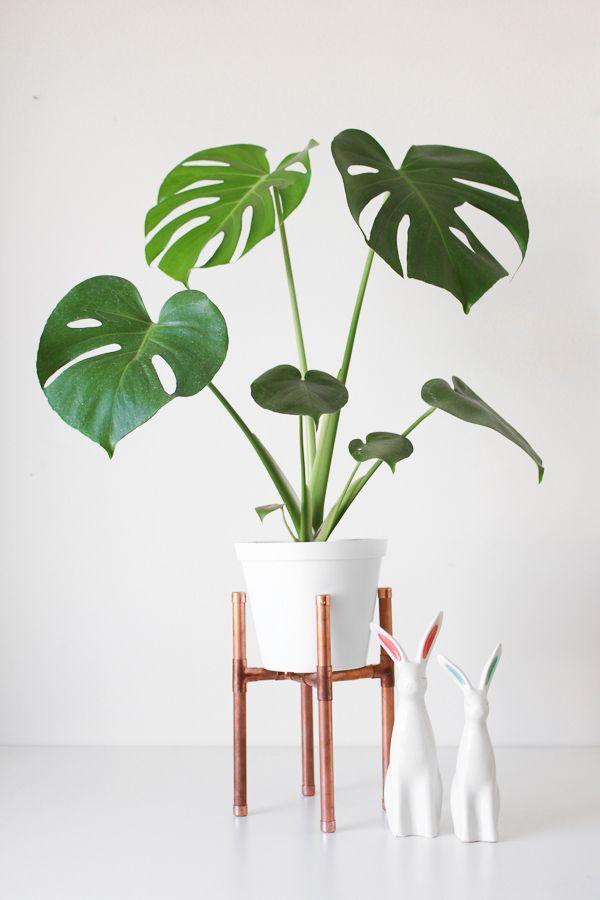 Monstera Deliciosa Plant Studio LLC 