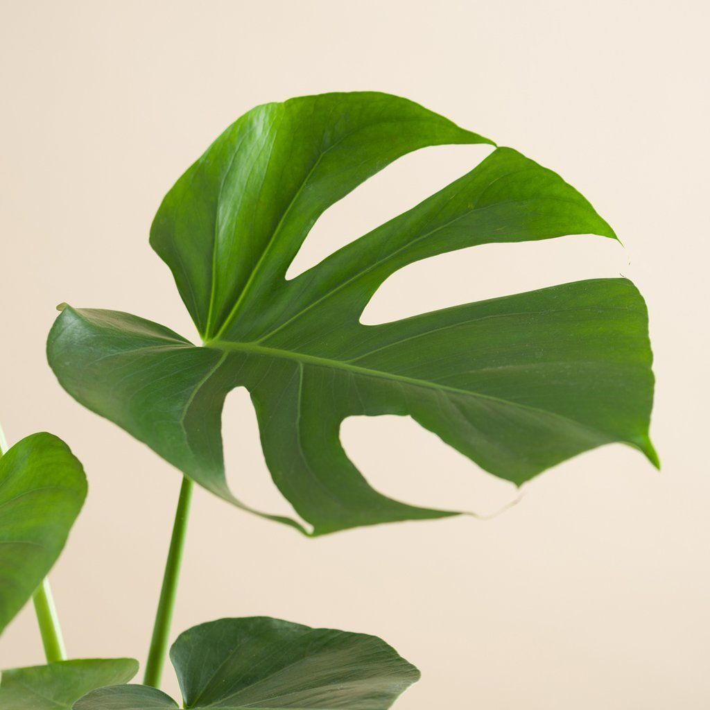 Monstera Deliciosa Plant Studio LLC 