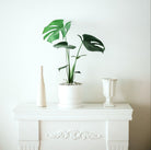 Monstera Deliciosa - Small Plant Studio LLC 