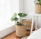 Monstera Deliciosa - Small Plant Studio LLC 