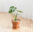 Monstera Deliciosa - Small Plant Studio LLC 