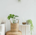 Monstera Deliciosa - Small Plant Studio LLC 