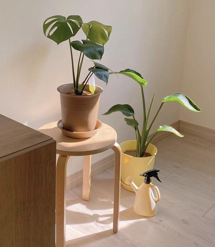 Monstera Deliciosa - Small Plant Studio LLC 