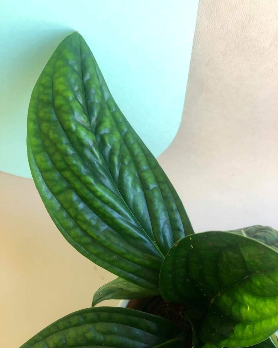 Monstera Peru Plant Studio LLC 