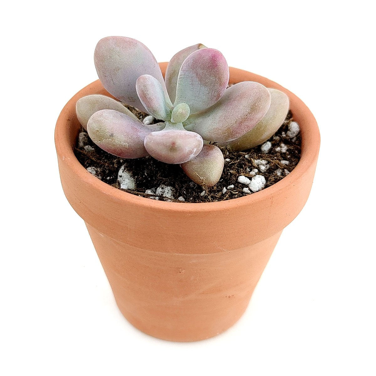 Pachyphytum Oviferum