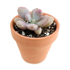 Pachyphytum Oviferum