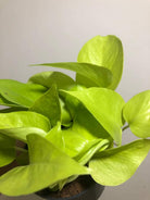 Neon Pothos Plant Studio LLC 