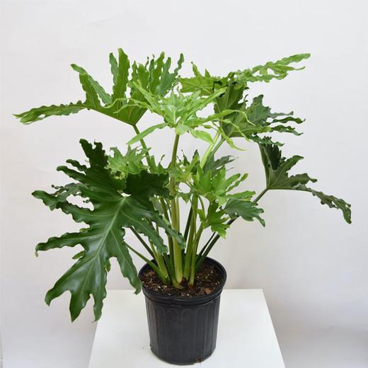 Philodendron Bipinnatifidum 'Selloum' - Plant Studio LLC