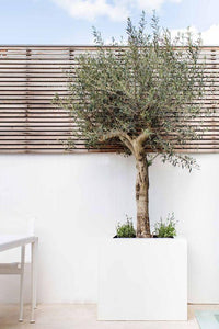 Olea Europa 'Olive Tree' - XL Plant Studio LLC 2 meters thicker trunk 