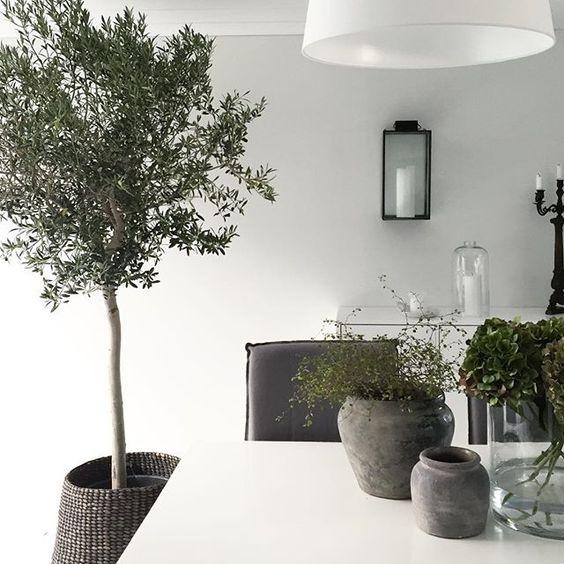 Olea Europa 'Olive Tree' - XL Plant Studio LLC 2.2 meters 