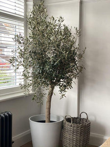 Olea Europaea 'Olive Tree' Plant Studio LLC Medium - Bushy 150cm-160cm Thick Short Trunk 
