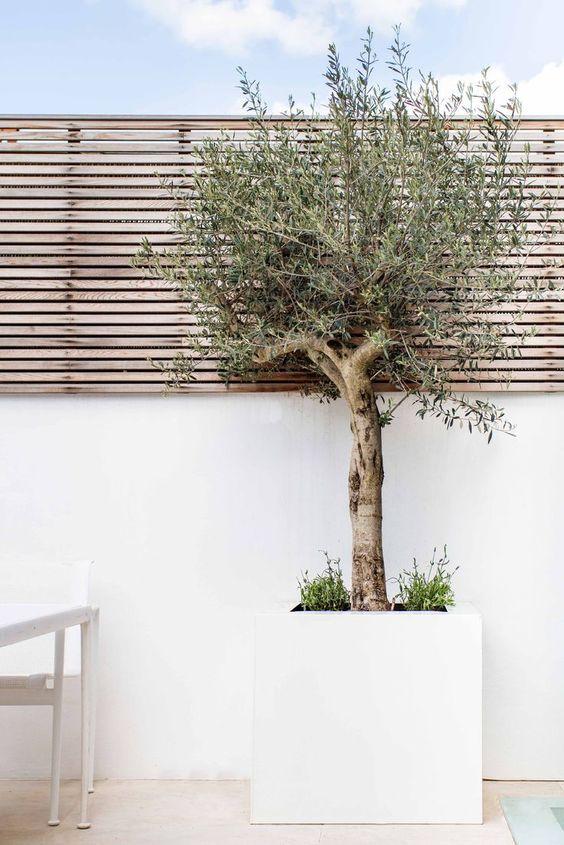 Olea Europaea 'Olive Tree' Plant Studio LLC XLarge - Thick Trunk 2 meters 